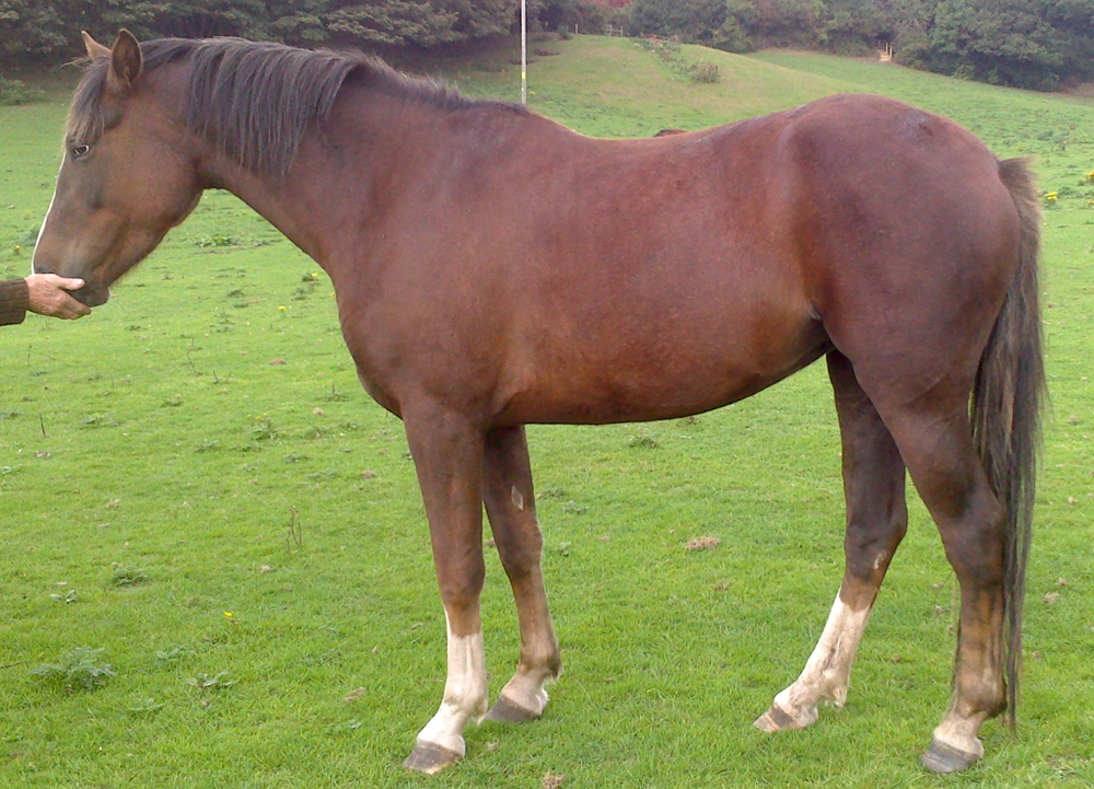 MJ Sports Horse for Sale